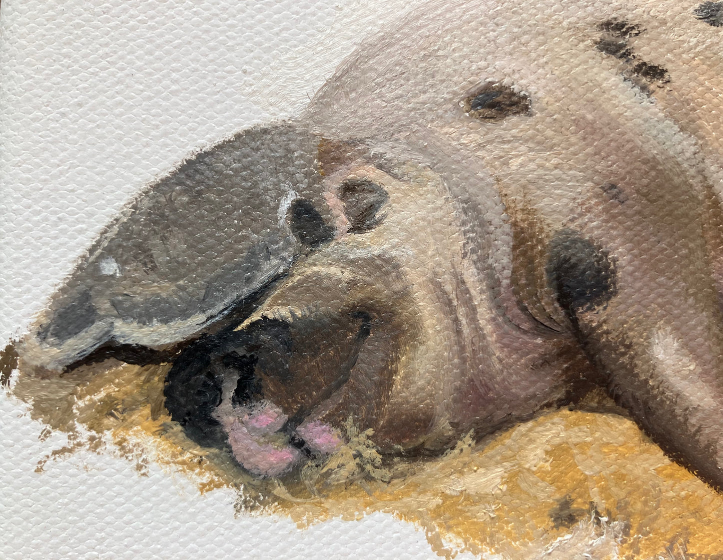 ‘Snoozing Sandy and Black’ original